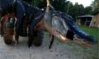 Catch the giant crocodile 450kg in America