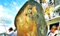 Catch the 'monster fish' 362kg