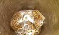 Catch the python vinegar 'swallow the goat'