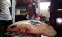 Catch the record heavy black carp in Hanoi