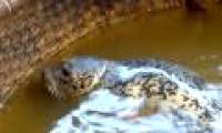 Catch the seal in the sea in Ninh Thuan