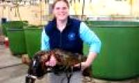 Catch the shrimp weighing 12kg