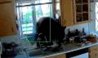 Catching a 2m tall bear, 136kg weighs the house and steals candy