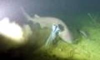 Catching a 6-bearing shark originating before dinosaurs