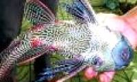 Catching a