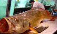 Catching the near-extinct fish worth nearly 10 billion