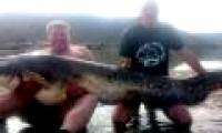 Catfish weighs nearly a pound of old English fishermen