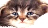 Cats also cry, and you have to be careful with that
