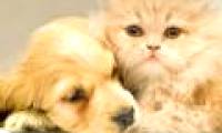 Cats and dogs can live in harmony