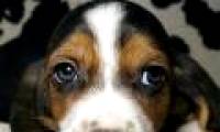 Cats and dogs have a 6th sense