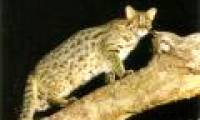 Cats can also suffer from Alzheimer's