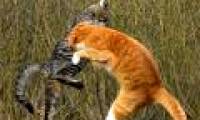 Cats dance martial arts