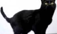 Cats in scientific research