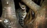 Cats kill a million reptiles every day in Australia