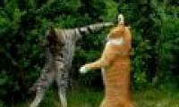 Cats know how to manipulate people