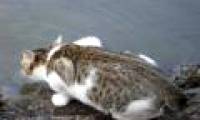 Cats lick water 4 times in a second