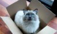 Cats like to hide in boxes to reduce stress