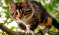 Cats - mass assassins in the animal world