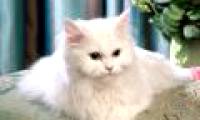Cats may be the cause of cancer