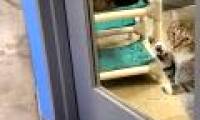 Cats were in solitary confinement for leading their fellow escapes