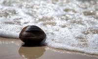 Caught a clam weighing more than 1kg, intended to cook porridge but was surprised to know its 'origin'