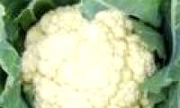 Cauliflower can prevent 5 types of cancer