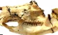 Cause vampire kangaroo is extinct