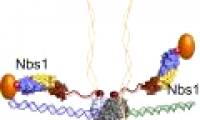 Causes of DNA fracture in cancer cells