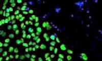 Cell race