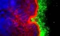 Cell sacrifices for the common good