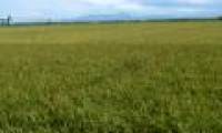 Certification of trademark for Huong Dien rice variety