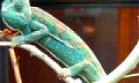 Chameleon changes body color when fighting
