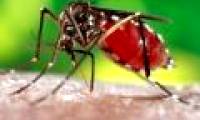 Change the sex of the mosquito
