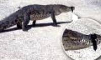 Chase alligators with magnets
