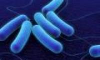 Check out the types of polar bacteria that are beneficial to humans