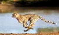 Cheetah is in danger of extinction