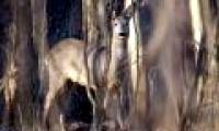 Chernobyl is a human disaster, but good news for animals here