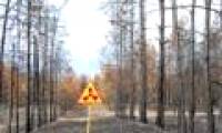 Chernobyl: The 30-year exotic forest doesn't decompose