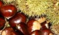 Chestnuts - Food of paradise