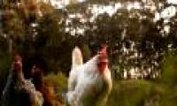 Chicken has amazing visual ability