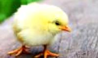 Chicks were born instinctively to avoid danger from predators