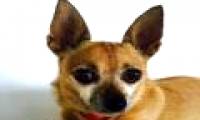 Chihuahua puppies with brown snakes are poisonous to save the master