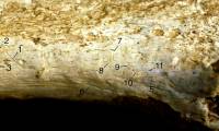 Chilling discovery from fossil of 'the first human-like species'.