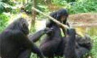 Chimp as a judge