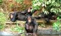 Chimp is an energy-saving mammal