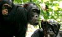 Chimp knows to change meat for sex