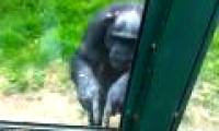 Chimp 'talk' with people