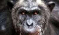 Chimpanzees and orangutans also have a U-shaped happy chart