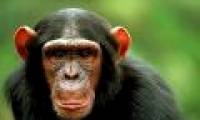 Chimpanzees are easy to transmit dangerous diseases