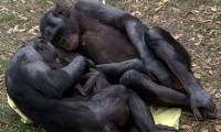 Chimpanzees are sex-crazed creatures, doing 'it' anytime, anywhere.
